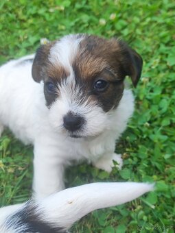 Jack Russell teriér ( Rusel teriér) s PP - 4