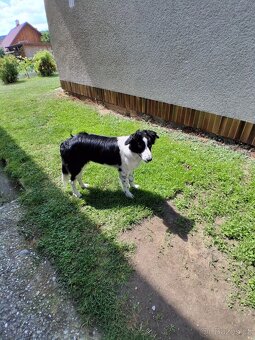 Border kolie - 4