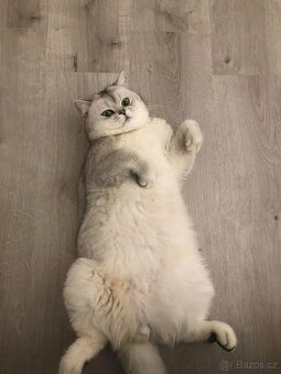 Britský stříbřitý ke krytí - 4