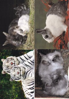 pohledy zvířat - 4