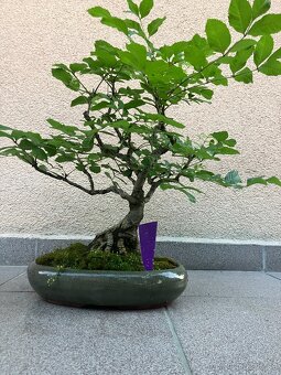 Bonsai, Bonsaj, jasan ztepilý - 4