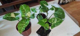 Syngonium různé druhy - 4