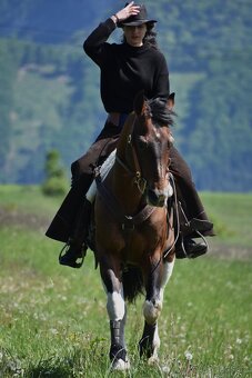 ApH Zrebec na Pripustanie - 4