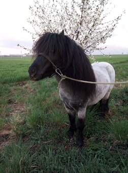 Připouštění shetland pony - 4