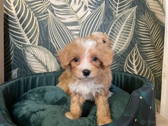 Maltipoo štěňátka - 4