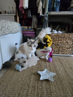 Koťata RagDoll kocouři - 4