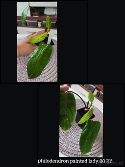 syngonium, monstera, epipremnum, philodendron - 4