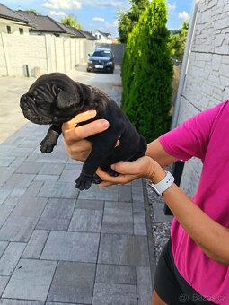 Cane Corso - 4