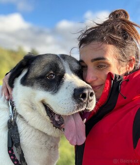 DAG - SAO 74 kg, kastrovaný psík 8 let - 4