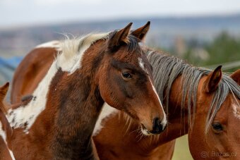 Letošní paint horse klisnička - 4