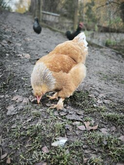 Dvě letošní slepice - 4