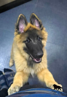 Belgický ovčák Tervueren - kluk s PP s odběrem ihned - 4