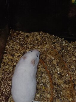 Syrský křeček - 4