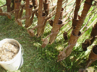 Sečka na obilí - 4