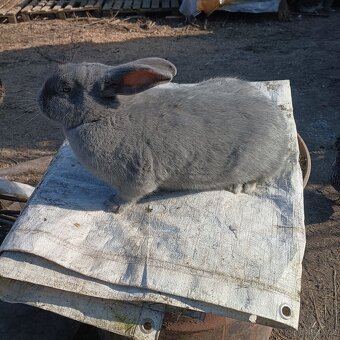 Prodám křížence králíků - 4