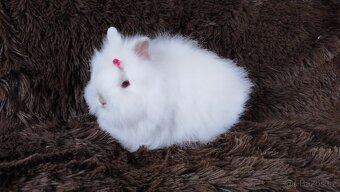 Zakrslý králík, králíček -(TEDDY)-HEIDY - 4