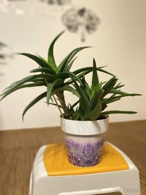 Aloe vera - 4