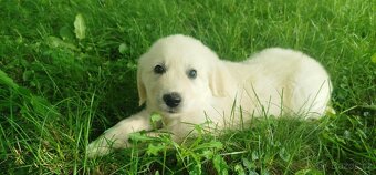Zlatý retrívr / retriever - 4