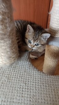Britská koťátka whiskas s PP - 4