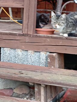 Daruji koťátka - 4