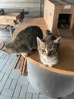 Daruji 2 kocourky - 4