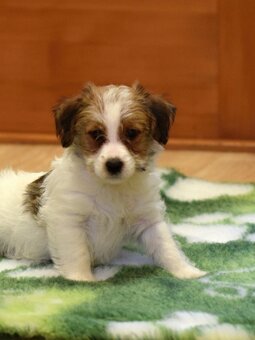 Jack Russel teriér s PP - Valmont - 4