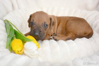 Štěně Rhodéský Ridgeback - 4