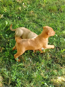 labradorský retrívr - 4