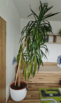 Vzrostlá juka (280 cm) - 4