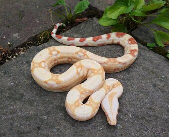 Boa imperator- Sharp Sunglow 66% het Sterling,Hypo Sterling - 4
