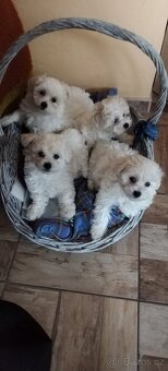 Maltézský psík - 4