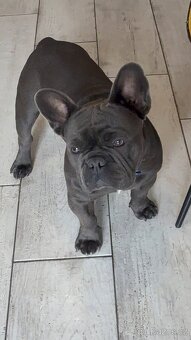 Francouzský buldoček na prodej - 4