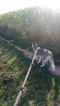 Sibiřský husky kira, prosím přečtěte si popis - 4