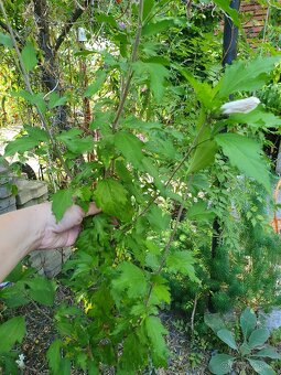 Ibišek syrský bílý - 4