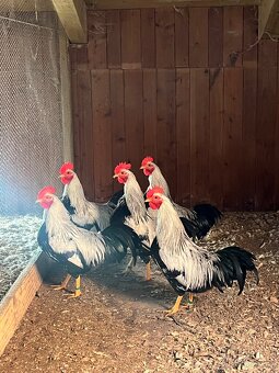 Velsumka zdr. Stříbroprsá - 4