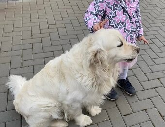 Zlatý retrívr-krytí - 4