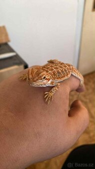 Prodám Agamu a chameleona - 4