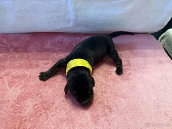 Stenata dobermana s pp - 4