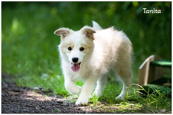 Border Collie, Border Kolia s PP FCI barva ee red - 4