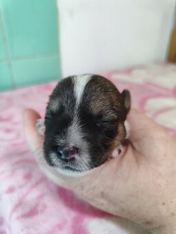 Jack Russell teriér ( Rusel teriér) s PP - 4
