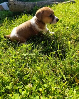 Jack Russell teriér - 4