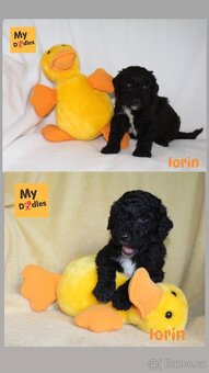 Labradoodle F1B - 4