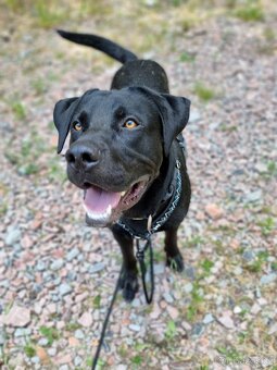 ÁRON K ADOPCI - přátelský akční mazel, vhodný k dětem - 4