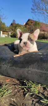 Francouzský buldoček bez PP - 4