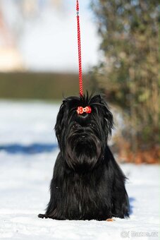 Jorkšírský teriér s PP - fena - 4