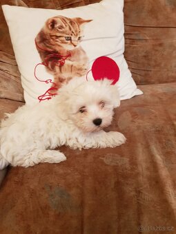 Maltézáček, maltézský psík - 4