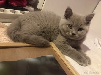 Britská koťata lila – bez PP - 4