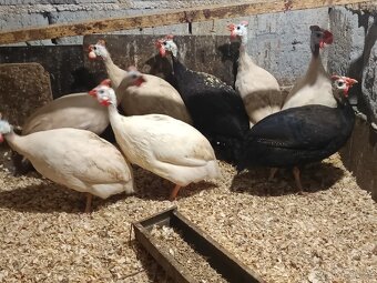 Perličky bílé a fialové - 4