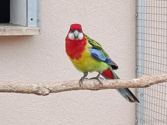 Prodám rosela pestrá nádherná - 4