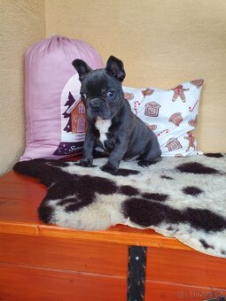 Francouzsky buldoček modrý - 4